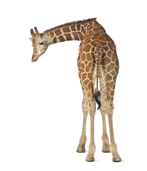 Σομαλίας καμηλοπάρδαλη, κοινώς γνωστό ως την κατασκευή των ματιών καμηλοπάρδαλη, giraffa καμηλοπάρδαλης reticulata, 2 έως δυόμισι ετών στέκεται ενάντια λευκό φόντο — Φωτογραφία Αρχείου