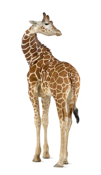 Somali Girafa, vulgarmente conhecido como Girafa Reticulada, Girafa camelopardalis reticulata, 2 anos e meio de idade de pé contra fundo branco — Fotografia de Stock