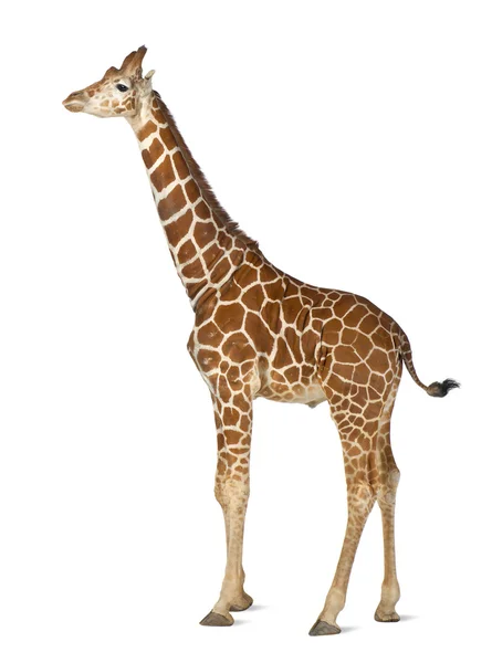 Somaliska giraff, allmänt känd som nätstruktur giraff, giraffa camelopardalis reticulata, 2 och ett halvt år gammal står mot vit bakgrund — Stockfoto