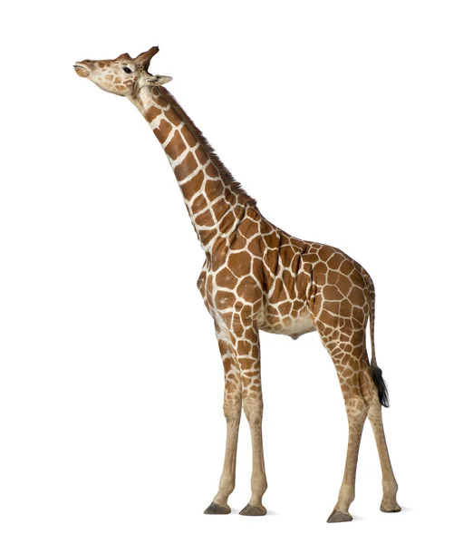 Somaliska giraff, allmänt känd som nätstruktur giraff, giraffa camelopardalis reticulata, 2 och ett halvt år gammal står mot vit bakgrund — Stockfoto