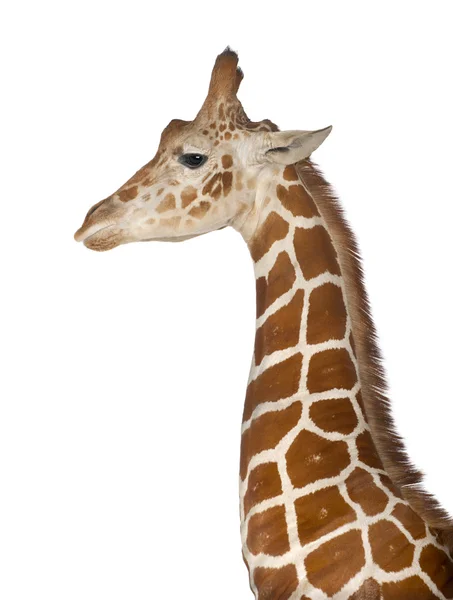 Jirafa somalí, comúnmente conocida como jirafa reticulada, jirafa camelopardalis reticulata, de 2 años y medio de edad de pie de cerca sobre fondo blanco — Foto de Stock