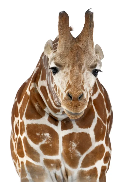 Somalische Giraffe, allgemein bekannt als Netzgiraffe, Giraffa camelopardalis reticulata, zweieinhalb Jahre alt, steht vor weißem Hintergrund — Stockfoto