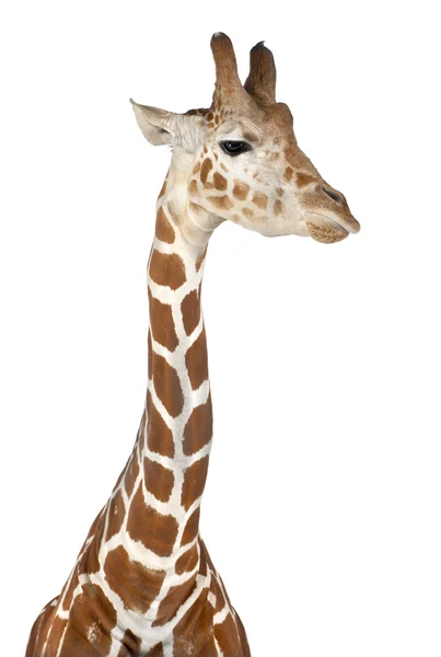 Somaliska giraff, allmänt känd som nätstruktur giraff, giraffa camelopardalis reticulata, 2 och ett halvt år gammal mot vit bakgrund — Stockfoto