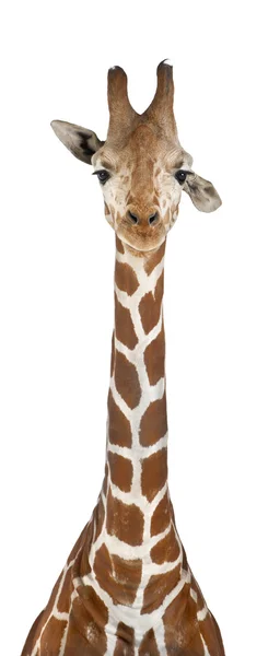 Somali Giraffe, commonly known as Reticulated Giraffe, Giraffa camelopardalis reticulata, 2 and a half years old against white background — Stock Photo, Image