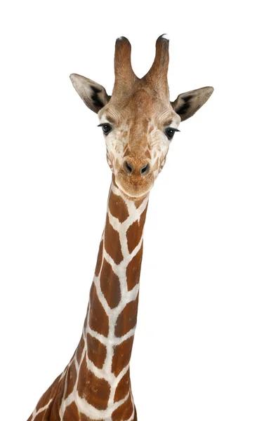 Somali Girafa, vulgarmente conhecido como Girafa Reticulada, Girafa camelopardalis reticulata, 2 anos e meio de idade close-up contra fundo branco — Fotografia de Stock