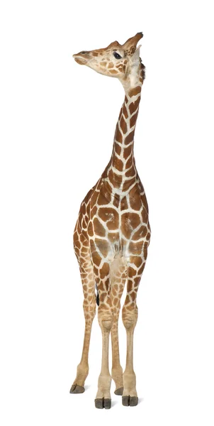 Somali Giraffe, широко известный как Reticulated Giraffe, Giraffa camelopardalis reticulata, 2 с половиной года, стоящий на белом фоне — стоковое фото