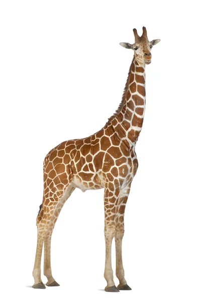 Somali Girafa, vulgarmente conhecido como Girafa Reticulada, Girafa camelopardalis reticulata, 2 anos e meio de idade de pé contra fundo branco — Fotografia de Stock