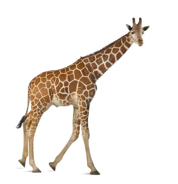 Somaliska giraff, allmänt känd som nätstruktur giraff, giraffa camelopardalis reticulata, 2 och ett halvt år gamla gå mot vit bakgrund — Stockfoto