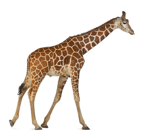 Somali Giraffe, commonly known as Reticulated Giraffe, Giraffa camelopardalis reticulata, 2 and a half years old walking against white background