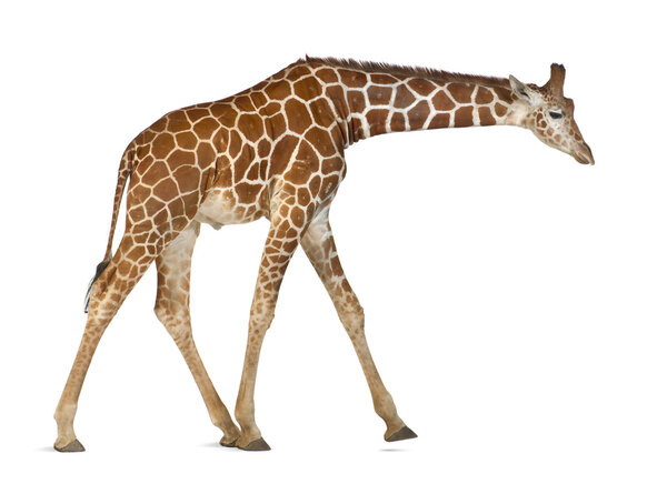 Somali Giraffe, commonly known as Reticulated Giraffe, Giraffa camelopardalis reticulata, 2 and a half years old walking against white background