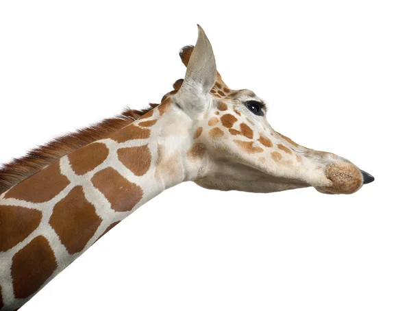 Jirafa somalí, comúnmente conocida como jirafa reticulada, jirafa camelopardalis reticulata, de 2 años y medio de edad, de cerca sobre fondo blanco —  Fotos de Stock