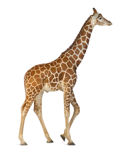 Somali Giraffe, commonly known as Reticulated Giraffe, Giraffa camelopardalis reticulata, 2 and a half years old walking against white background
