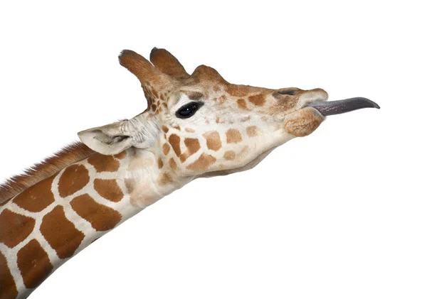 Somalische Giraffe, allgemein bekannt als Netzgiraffe, Giraffa camelopardalis reticulata, zweieinhalb Jahre alt in Großaufnahme vor weißem Hintergrund — Stockfoto