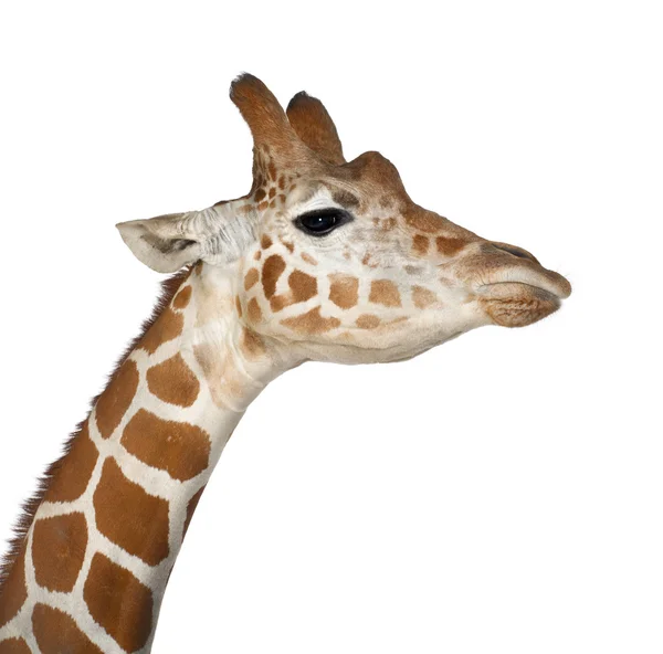 Somalische Giraffe, allgemein bekannt als Netzgiraffe, Giraffa camelopardalis reticulata, zweieinhalb Jahre alt in Großaufnahme vor weißem Hintergrund — Stockfoto