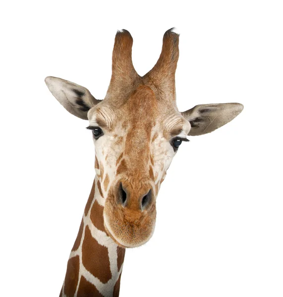 Somalische Giraffe, allgemein bekannt als Netzgiraffe, Giraffa camelopardalis reticulata, zweieinhalb Jahre alt in Großaufnahme vor weißem Hintergrund — Stockfoto