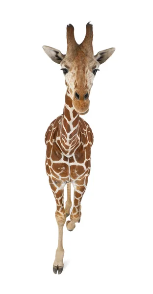 Hög vinkel syn på somaliska giraff, allmänt känd som nätstruktur giraff, giraffa camelopardalis reticulata, 2 och ett halvt år gamla gå mot vit bakgrund — Stockfoto