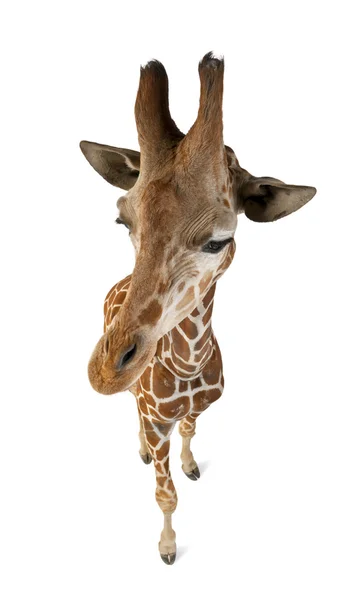 Vista de ángulo alto de la jirafa somalí, comúnmente conocida como jirafa reticulada, jirafa camelopardalis reticulata, de 2 años y medio de edad de pie sobre fondo blanco — Foto de Stock