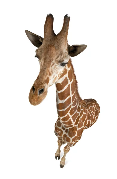 Hög vinkel syn på somaliska giraff, allmänt känd som nätstruktur giraff, giraffa camelopardalis reticulata, 2 och ett halvt år gammal står mot vit bakgrund — Stockfoto