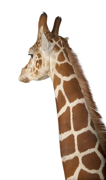 Somali zürafa, retiküle zürafa, zürafa zürafa reticulata, 2 buçuk yıllık bilinen karşı beyaz arka planı kapat — Stok fotoğraf