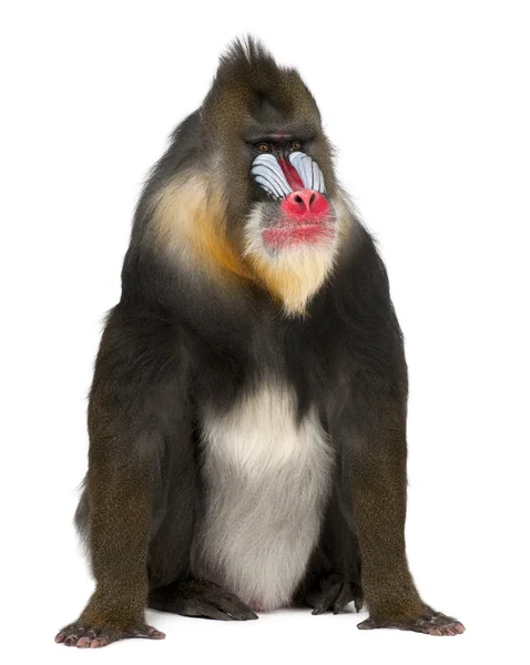 Mandrill, Mandrillus sphinx, 22 years old, primate of the Old World monkey family against white background — Stock Photo, Image