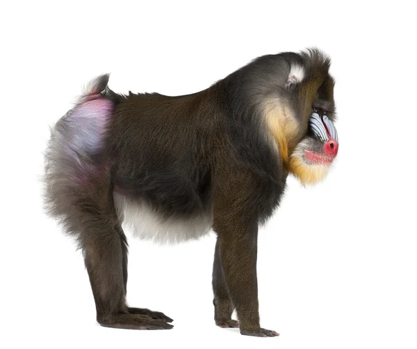 Mandrill, Mandrillus sphinx, 22 years old, primate of the Old World monkey family against white background — Stock Photo, Image