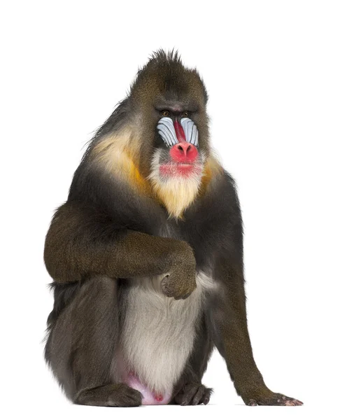 Mandrill assis, Mandrillus sphinx, 22 ans, primate de la famille des singes de l'Ancien Monde sur fond blanc — Photo