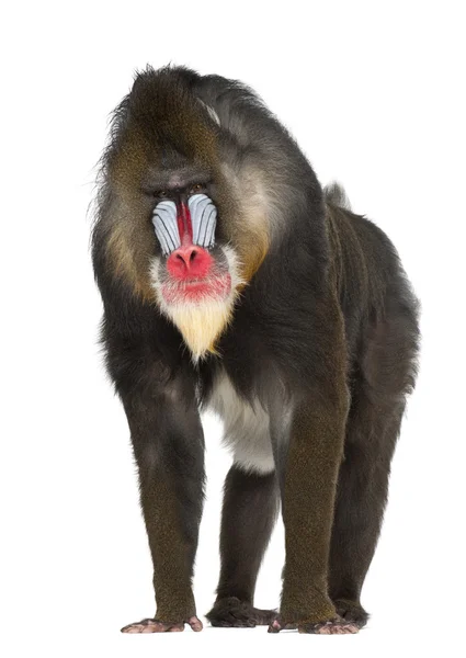 Mandrill, Mandrillus sphinx, 22 años, primate de la familia de monos del Viejo Mundo sobre fondo blanco — Foto de Stock