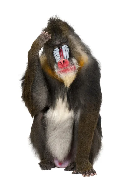 Mandrill rascándose la cabeza, Mandrillus sphinx, 22 años, primate de la familia de monos del Viejo Mundo sobre fondo blanco — Foto de Stock