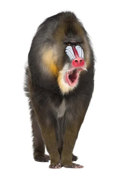 Portret van Mandril, mandrillus sphinx, 22 jaar oud, primaat van de oude wereld aap familie tegen witte achtergrond — Stockfoto