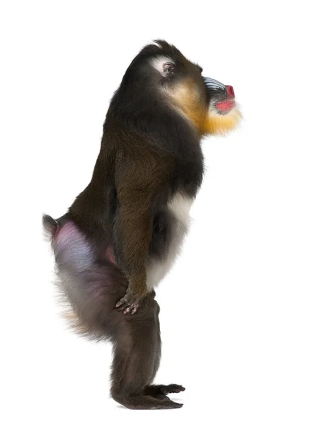 Mandrill de pé, Mandrillus sphinx, 22 anos, primata da família de macacos do Velho Mundo contra fundo branco — Fotografia de Stock