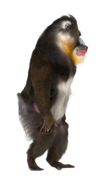 Mandril andando, Mandrillus sphinx, 22 anos, primata da família de macacos do Velho Mundo contra fundo branco — Fotografia de Stock