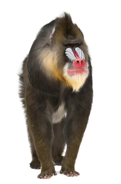 Mandrill, Mandrillus sphinx, 22 años, primate de la familia de monos del Viejo Mundo sobre fondo blanco — Foto de Stock