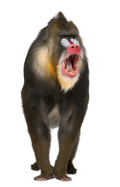 Mandrill gritando, Mandrillus sphinx, 22 anos, primata da família de macacos do Velho Mundo contra fundo branco — Fotografia de Stock