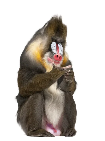 Mandrill sentado, Mandrillus sphinx, 22 anos, primata da família de macacos do Velho Mundo contra fundo branco — Fotografia de Stock