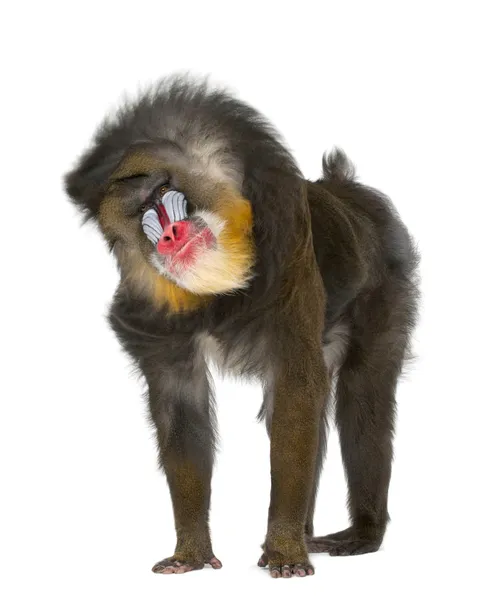 Mandrill shaking- Mandrillus sphinx, 22 years old, primate of the Old World monkey family against white background — Stock Photo, Image