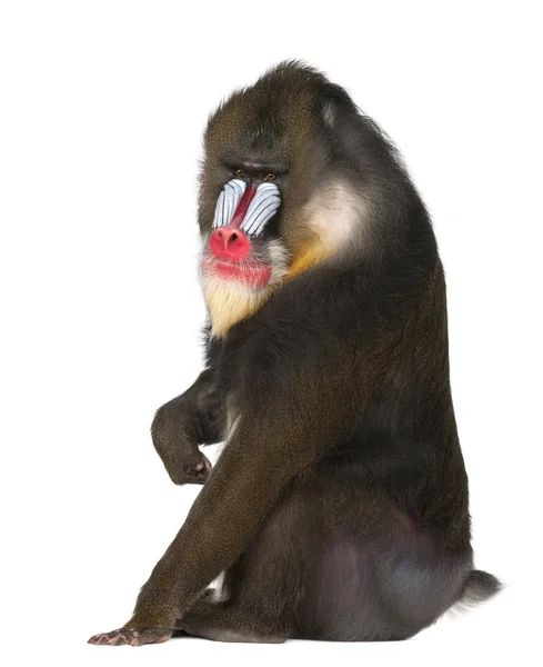 Mandrill sentado, Mandrillus sphinx, 22 anos, primata da família de macacos do Velho Mundo contra fundo branco — Fotografia de Stock