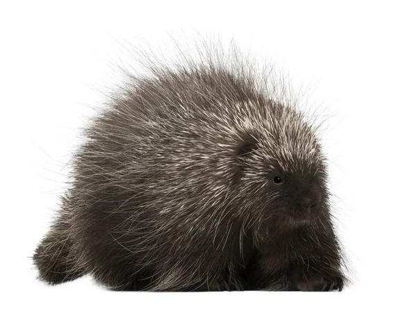 North American Porcupine, Erethizon dorsatum, also known as Canadian Porcupine or Common Porcupine against white background — Stock Photo, Image