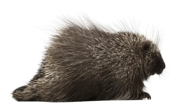 North American Porcupine, Erethizon dorsatum, também conhecido como Canadian Porcupine ou Common Porcupine contra fundo branco — Fotografia de Stock