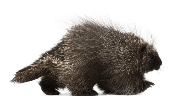 North American Porcupine, Erethizon dorsatum, also known as Canadian Porcupine or Common Porcupine walking against white background — Stock Photo, Image