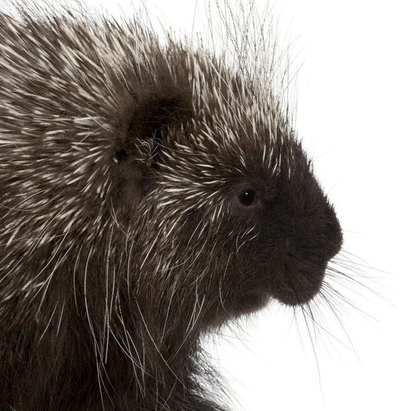 North American Porcupine, Erethizon dorsatum, also known as Canadian Porcupine or Common Porcupine against white background — Stock Photo, Image