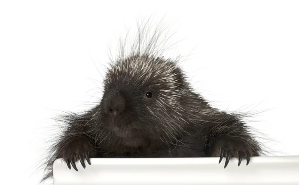 Portrait of North American Porcupine, Erethizon dorsatum, also known as Canadian Porcupine or Common Porcupine getting out of box, e against white background — Stock Photo, Image