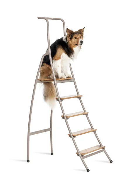 坐在白色背景的梯子上的边境牧羊犬 — 图库照片