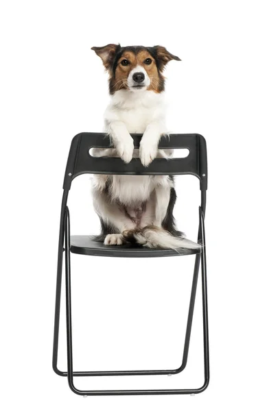 Portrait de Border Collie assis sur une chaise sur fond blanc — Photo