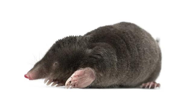 European Mole, Talpa europaea, against white background — Stock Photo, Image