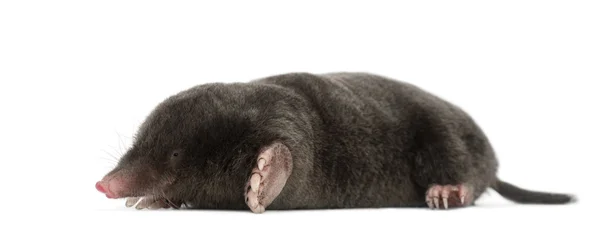 European Mole, Talpa europaea, against white background — Stock Photo, Image