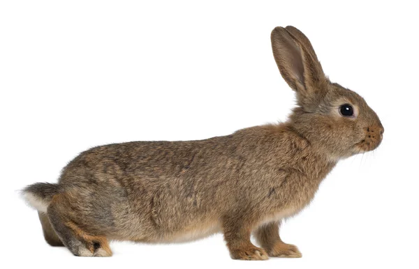 白い背景に対してウサギ — ストック写真