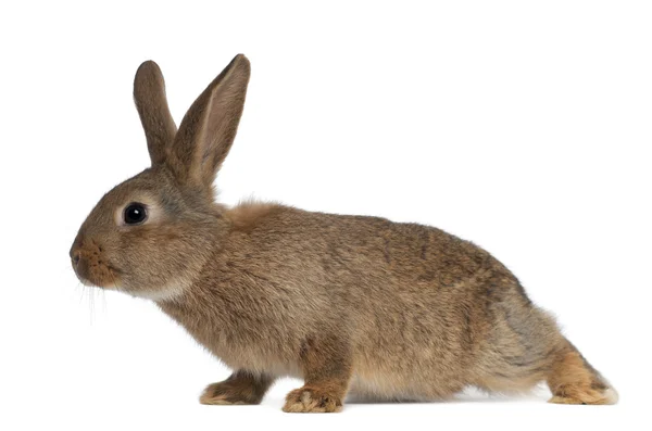 Conejo contra fondo blanco — Foto de Stock