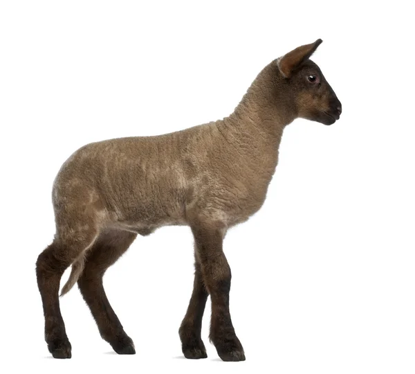 Lamb standing against white background — Stock Photo, Image