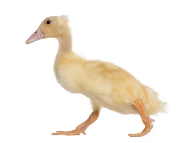 Duckling running against white background — Stock Photo, Image