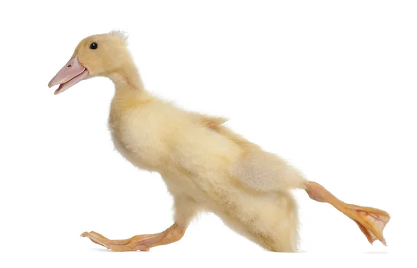 Patito corriendo contra fondo blanco — Foto de Stock